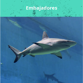 Embajadores